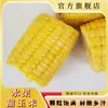 Maíz dulce en segmentos de fruta de Yunnan envasado al vacío, maíz listo para comer para el desayuno en dormitorios estudiantiles, bajo en grasa, sustituto de comida sin cocción