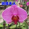 Plántulas de orquídea Phalaenopsis en macetas, plantas con capullos de flores de cuatro estaciones con floración continua durante todo el año, plantas verdes de interior, envío gratuito y fácil mantenimiento.