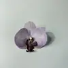 Cabeça de Flor Phalaenopsis Flor Artificial Falsa Feita à Mão DIY Decoração de Bolo Inserção Caixa de Casamento Material de Decoração para Pente de Cabelo Atacado