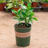 Plántulas de Buganvilia con Doble Felicidad, Enredaderas para Todas las Estaciones, Plantas de Maceta para Interior y Balcón con Capullos