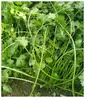 Colección Wholesale del Fabricante de Semillas de Verduras para Cuatro Estaciones para Huertos Caseros, Verduras en Macetas de Balcón, Semillas de Frutas y Semillas de Verduras Hidropónicas