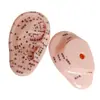 Atacado 10cm modelo auricular modelo de orelha orelha orelha área reflexa massagem ponto de acupuntura escrita clara referência da medicina chinesa