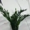 Pequeña Cola de Conejo de Caña Hierba Flor Inmortal Ramo DIY Producto Terminado Decoración Flor Real Adornos de Instagram Hierba de la Pampa Flores Secas Transfronterizo