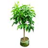 Dropshipping Orquídea Blanca Planta en Maceta Plántula de Magnolia de Interior con Capullos Floreciendo en Todas las Estaciones Fragancia Fuerte Amarillo