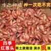 Cebolinhas vermelhas de Sichuan, cebolinhas amarelas, cebolinhas de caule de ferro, podem ser plantadas o ano todo, fáceis de cultivar, adequadas para plantio em casa, cebolinhas verdes em vasos, cebolas finas e aromáticas