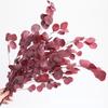 Fábrica Rhapsody Venta al por mayor Hojas de Manzana Eternas, Hojas de Eucalipto, Ramos de Flores Secas Naturales, Decoración del Hogar, Arreglos Florales, Flores Eternas