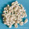 Artesanías de Caracolas Naturales Vendidas por Libra para Acuarios, Fotografía, Educación de Estudiantes y Niños, Minería y Uso Marino