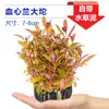Orquídea Coração de Sangue Rosa Dinamarquês Aglomerado Plantio Sem Solo Aquário ao Vivo Estampa de Leopardo Orquídea Coração de Sangue Aglomerado Grande Planta Aquática