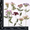 Linda Sakura com galhos, defletores de flores secas, folhas reais, espécime de planta, marcador de página, pétala, maquiagem, abajur de mesa em relevo, vela, leque de seda