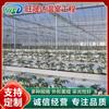 Invernadero de película de varios tramos para hortalizas y frutas Sunshine Invernadero de varios tramos Invernadero de varios arcos Invernadero turístico para plantaciones