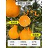 Dropshipping: pequeño árbol de lima, pequeño árbol de kumquat, pequeño árbol de limón naranja verde de Hainan, árbol frutal en maceta para balcón, plántulas frutales