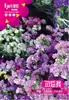 Sementes de Flores de 25 Anos Atacado Gipsofila Girassol Cosmos Erva de 100 Dias Girassol Hortelã Tigela Sementes de Lótus