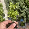 Materiais DIY Paisagem em Miniatura Garrafa Planta Pequena Individual Recipiente de Chuva Paludário Grama de Folha Líquida Pedra de Rega Cenário de Rochas