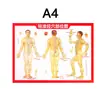 Gráfico de Pontos de Acupuntura de Alta Definição Frente e Verso Poster de Acupuntura dos Meridianos A4A5 Medicina Tradicional Chinesa Ensino Gráfico de Pontos de Acupuntura do Corpo Humano Impresso em Papel Cobre