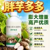 Taro Gordo Duo Duo Melhora a Forma Auxilia a Colheita do Taro Agente Espessante e Inchamento Anti-Rachaduras Ampliador Fertilizante Especial Fertilizante Foliar