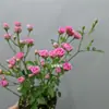 Rosa Japonesa com Botões Planta Verde Envasada para Floração o Ano Todo em Peitoril de Janela ou Varanda
