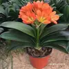 Plantas de Clívia em Vaso, Mudas de Orquídea Borboleta Clívia Perene, Plantas de Orquídea Atacado, Mudas de Clívia