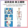 Modelo de Esqueleto Humano de 85cm Esqueleto Adulto de Corpo Inteiro de 170cm Modelo Humano Esqueleto Pequeno Modelo de Coluna Vertebral para Ensino