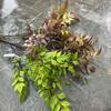 Net Hongsen Espaço Simulação de Flor Falsa Planta Verde 44 Polegadas Nantianzhu Sala de Estar Desktop Férias Bonsai Aterrissagem Nantianzhu