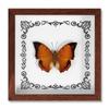 Marco de Fotos con Foto de Espécimen de Mariposa Real Pintura Decorativa Moderna Avanzada Decoración del Hogar Suministros para Fiestas DIY Regalo Regalo Creativo