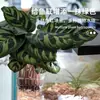 Estante de fijación para plantas hidropónicas de acuario canasta de plantación para colgar en la pared taza de plantación de plantas acuáticas para el hogar decoración de paisajismo de acuario maceta