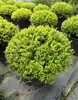 Camas de Flores, Plantas Verdes y Arreglos Florales para Paisajismo de Patios, Diseño de Jardines con Plantas Resistentes, Renovación de Patios y Balcones de Villas