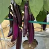 Plántulas de berenjena para cuatro estaciones, plantas en maceta con tierra, variedades viejas injertadas de berenjena morada y semillas de berenjena de Hangzhou, plántulas de hortalizas de primavera