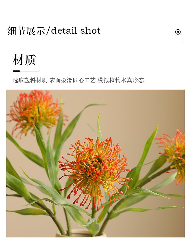 单枝6叶针垫花_14.jpg