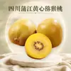 Kiwi de polpa amarela de Pujiang, Sichuan, entrega direta de kiwis sazonais grandes e doces em 24/10, fruta fresca