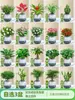 Plantas Verdes Hidropônicas para Sala de Estar e Mesa de Escritório, Plantas em Vaso Árvore da Fortuna, Suculentas, Plantas Hidropônicas que são Perenes e Fáceis de Manter