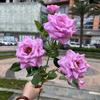 Nova sensação 3D simulação de flor multi-cabeça rosa rosa rosa casamento macio hotel tiro lote de flores falsas