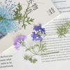 Pequena Beleza Sakura com Galhos, Flores Secas, Espécimes de Plantas em Relevo, Flores Prensadas Manuais DIY, Velas Perfumadas, Flores para Porta-Retrato