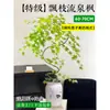 Planta Verde de Arce Dorado Fluyente en Maceta Bonsái de Interior Tocón Viejo Planta de Escritorio de Oficina Fácil de Cuidar Todas las Estaciones Arce Zen