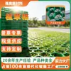 Rejilla de plantación de césped, estacionamiento, paso de incendios, protección de taludes, paisajismo comunitario, boca alta anti-relieve, boca plana, ladrillo de plantación de césped de HDPE