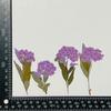 Pequenas flores secas secas com galhos atacado pacote de material faça você mesmo canteiro de plantas flor flor real espécime de planta marcador em relevo moldura de foto