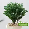 Plantas Pote Relaxantes Pinheiro Azul na Sala de Estar e Mesa de Escritório Ornamentos de Plantas Verdes para Purificar o Ar Plantas de Humor o Ano Todo