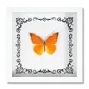 Espécime de Borboleta Real Decoração de Casa DIY Moldura de Madeira para Fotos Suprimentos de Pintura Decorativa Avançada Presente Moderno Presente Criativo