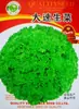 Semillas de Verduras Variadas para Otoño e Invierno, Semillas de Col China, Plántulas con Alta Tasa de Germinación, Nuevas Variedades de Colza Empresas Mayoristas