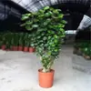 Fluoton Bolsa de Dinheiro Folha Redonda Planta em Vaso Grande Sala de Estar Interna Escritório Plantio Verde Árvore do Dinheiro Boas Plantas