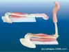 Articulación del Codo con Modelo de Enseñanza Muscular, Modelo de Anatomía Muscular Humana, Anatomía Muscular Humana