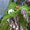 Musgo de cabelo branco fresco, musgo cinza pequeno, musgo verde, musgo verde aveludado curto, musgo de penas grande, musgo de chuva, musgo estrela, jarra de água e terra, jarra de floresta tropical