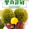 Castanhas Frescas da Montanha Yimeng, Castanhas Oleosas de Polpa Amarela, Novidades de 2025, Castanhas Selvagens Sazonais das Montanhas Profundas para Gestantes