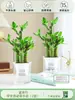 Gardenia, Árbol del Dinero, Plantas Verdes en Maceta, Flores para la Oficina, Plantas Verdes Suculentas, Plantas Hidropónicas de Escritorio Fáciles de Mantener