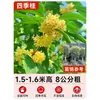 Mudas de Osmanthus, Árvores Grandes, Plantio de Pátio, Osmanthus Dourado, Plantas de Vaso Osmanthus de Quatro Estações, Plantas Grandes Raras, Plantas Florais e Verdes, Fácil de Cuidar