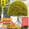 Plántulas de Osmanthus Árbol Grande Nativo Osmanthus Dorado de Agosto Patio Exterior Balcón Plantas Florecen Todo el Año Flor Interior Plantas en Maceta