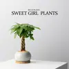 [Plantas Verdes da Fornalha Ge] Árvore da Fortuna Wufu em Vaso Plantas de Interior Mesa de Escritório Bonsai Plantas Verdes São Fáceis de Manter