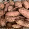 Batatas Dulces Frescas de Variedad AntiguaBatatas Dulces Amarillas Sin Fibra Cultivadas en Casa Recién Desenterradas 2.5kg / 4.5kg