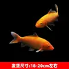Alevines Vivos de Pez Dorado Ornamental Rojo y Blanco de Raza Pura para Agua Fría, Pez Ornamental Koi Rojo Resistente al Agua Dulce Tricolor