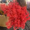 Flores eternas estrelas do bebê manter flores diy buquê de flores secas decoração para casa flor flor de milheto Yunnan fábrica atacado