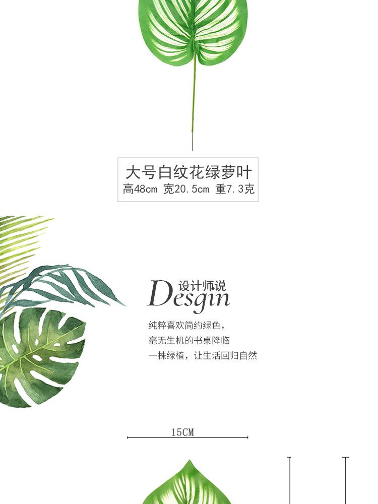 白纹花绿萝叶单支_03.jpg